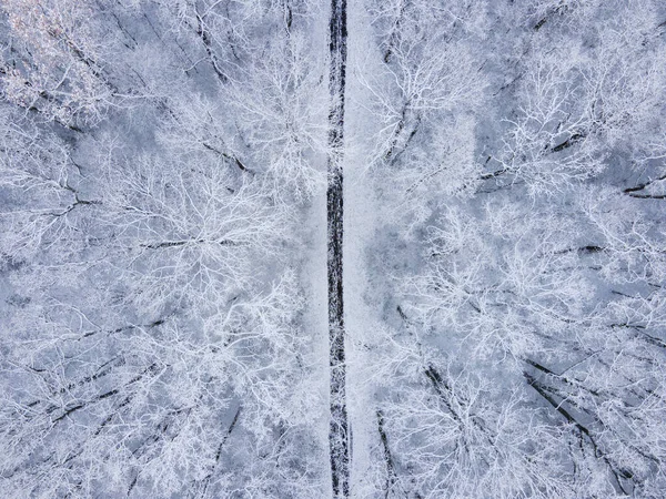 Trail Winter Forest Copy Space — Stock Photo, Image