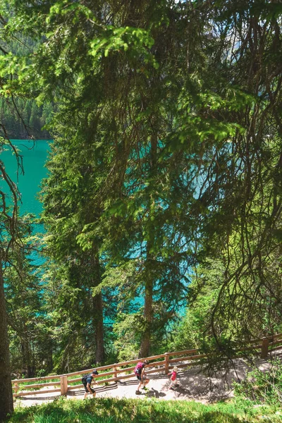 Abeti Fronte Lago Montagna Copia Spazio — Foto Stock