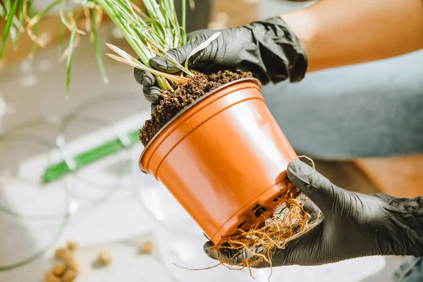 Frau Verpflanzt Blumen Größeren Töpfen Hause Kopierraum — Stockfoto