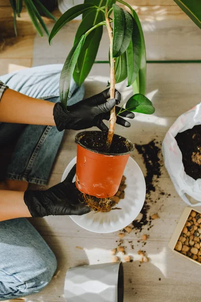 Frau Verpflanzt Blumen Größeren Töpfen Hause Kopierraum — Stockfoto