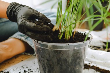 Evde daha büyük saksılara çiçek nakleden bir kadın. Boşluğu kopyala