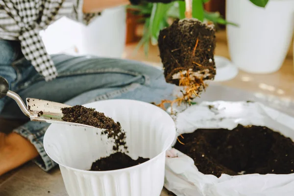 Kvinna Transplantera Blommor Större Krukor Hemma Kopieringsutrymme — Stockfoto