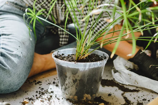 Kvinna Transplantera Blommor Större Krukor Hemma Kopieringsutrymme — Stockfoto