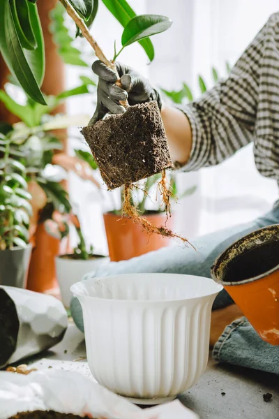 Wanita transplantasi bunga dalam pot yang lebih besar di rumah — Stok Foto