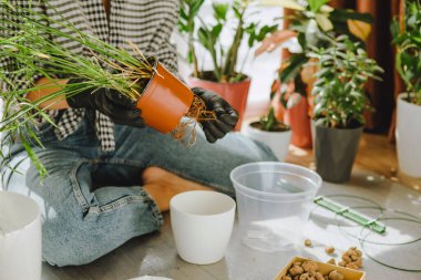 Evde daha büyük saksılara çiçek nakleden bir kadın. Boşluğu kopyala