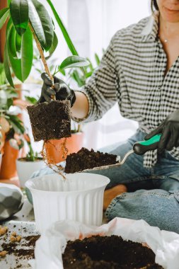 Evde daha büyük saksılara çiçek nakleden bir kadın. Boşluğu kopyala