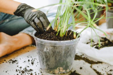 Evde daha büyük saksılara çiçek nakleden bir kadın. Boşluğu kopyala