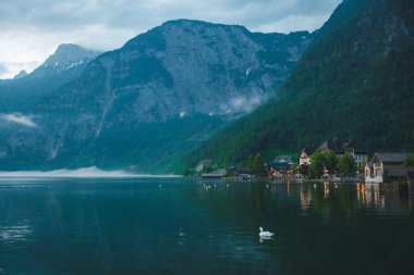 Hallstatt Gölü 'nde kuğular fotokopi alanında