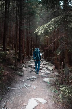 Dağlardaki genç yürüyüşçü. Yaz yürüyüşü yolu. Boşluğu kopyala.