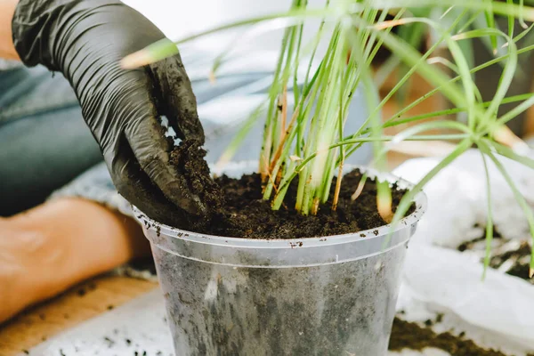 Evde daha büyük saksılara çiçek nakleden bir kadın. Boşluğu kopyala