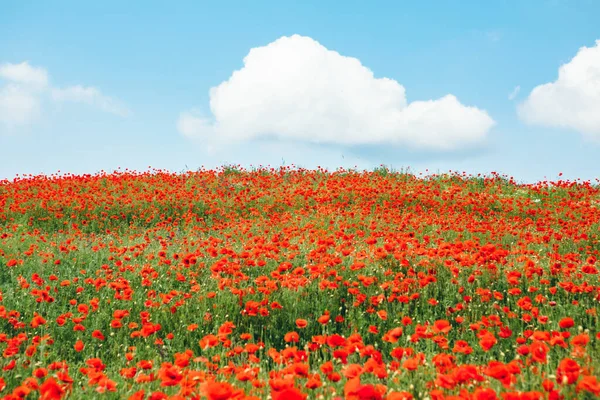 Vue Sur Champ Avec Des Fleurs Pavot Fleurs Espace Copie — Photo