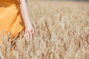 Buğday tarlasında kadın eli kapalı. Boşluğu kopyala
