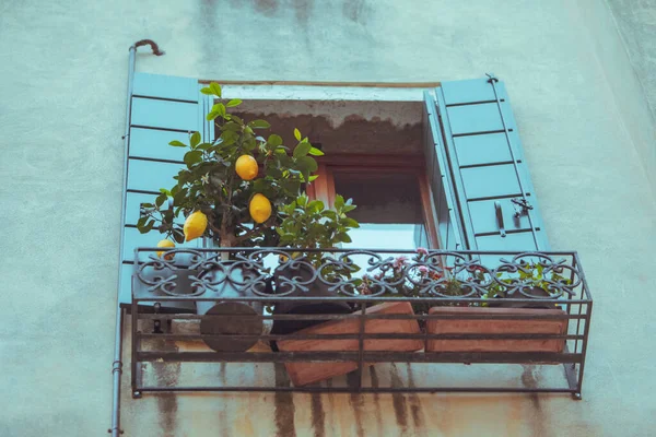 Blick Auf Fenster Mit Rollläden Und Dekorationspflanzen Töpfen Bauarchitektur — Stockfoto