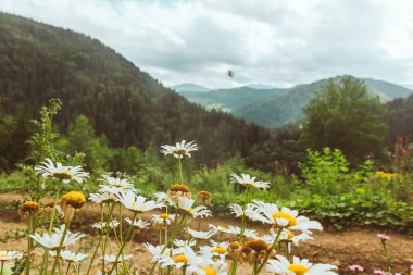 Arka plandaki dağların önünde papatya çiçekleri. Boşluğu kopyala