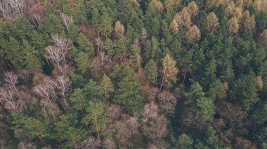 İlkbahar sonbahar ormanının çam ağaçlı havadan görünüşü boşluğu kopyalıyor
