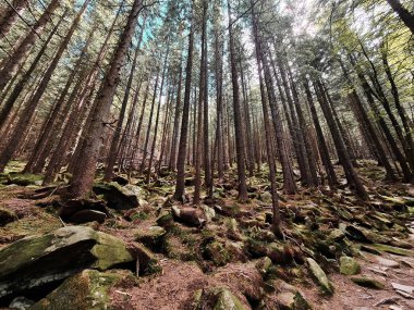 Köknar ağacı ormanının içinden görünüyor. Boşluğu kopyala
