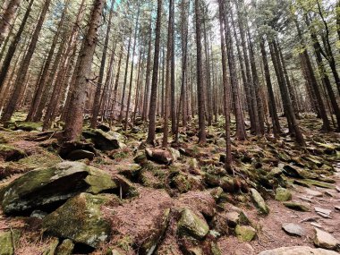 Köknar ağacı ormanının içinden görünüyor. Boşluğu kopyala