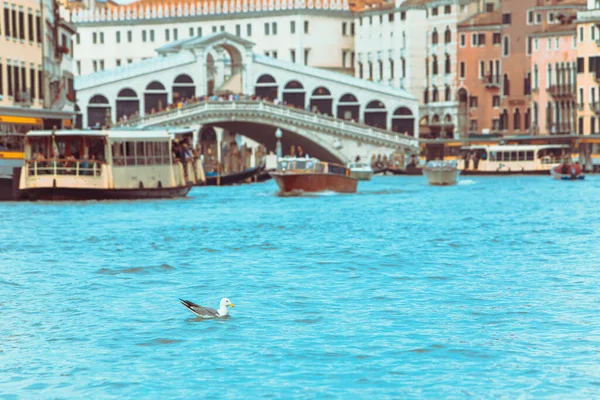 Goéland Marin Nageant Dans Grand Canal Venice Pont Avec Des — Photo