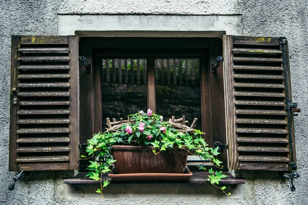 Blumen Topf Auf Der Fensterbank Fenster Mit Holzfensterläden — Stockfoto