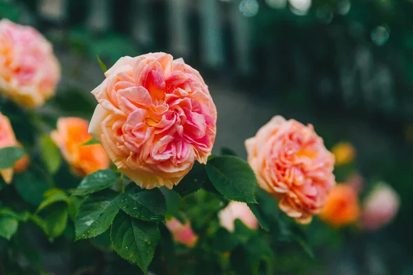 Rosa Vit Blomma Närbild Blommar Tid — Stockfoto