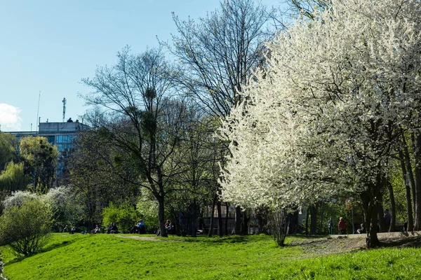 Parque Público Ciudad Primavera Día Soleado Florecimiento Árbol Copia Espacio — Foto de Stock
