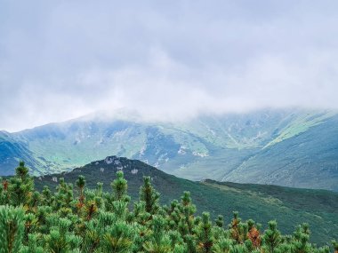 Yaz dağlarının manzarası. Güzel manzara. Boşluğu kopyala