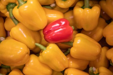 Sarı biber grubunda bir kırmızı biber Boşluğu kopyala