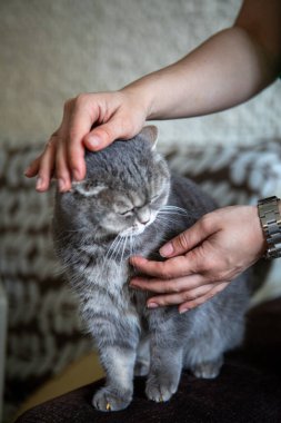 Sarı gözlü gri İngiliz evcil kedisi