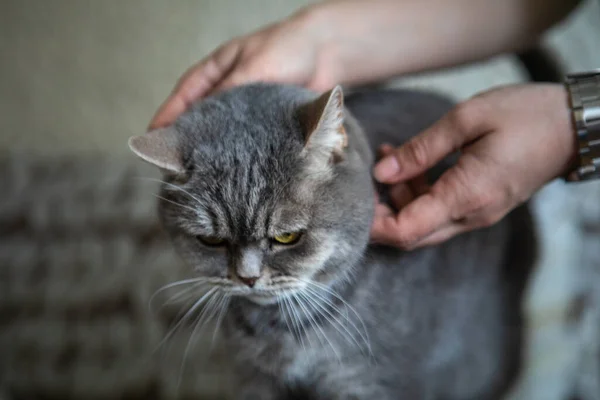 灰英国家猫,黄眼 — 图库照片