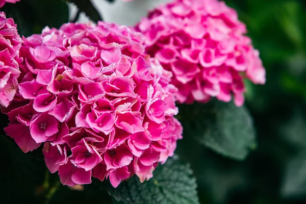 Rosa Blomma Närbild Blommande Tid Kopiera Utrymme — Stockfoto