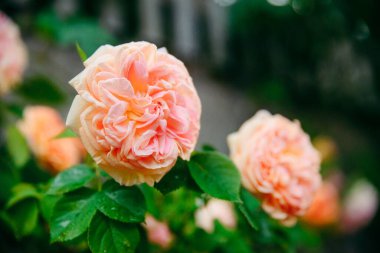 Pembe beyaz çiçek, kapanış zamanı.