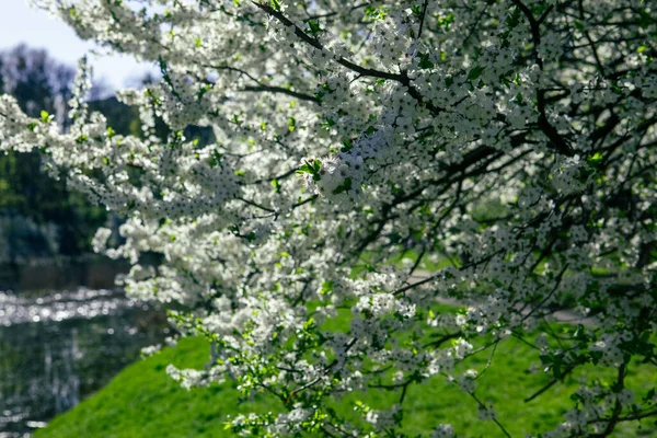Kvetoucí Strom Bílými Květy Blízkosti Jezera Slunečný Den Jaro Přichází — Stock fotografie