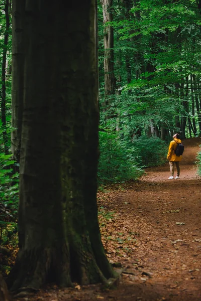 黄色のレインコートを着た旅人が熱帯雨林でハイキングしています コピースペース — ストック写真