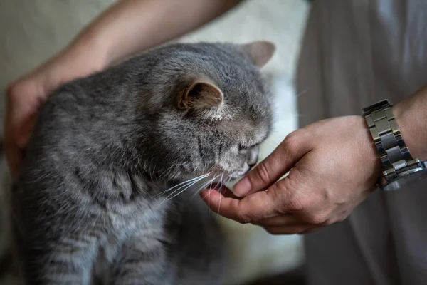 Cinza Britânico Doméstico Gato Com Olhos Amarelos Retrato Animais Domésticos — Fotografia de Stock