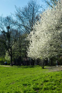 Halk parkında bahar güneşli bir gün çiçek açan ağaç fotokopi alanı