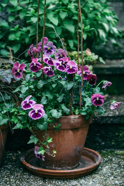 Blumen Töpfen Zur Blütezeit Hinterhof — Stockfoto