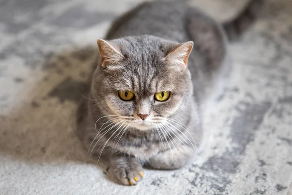 Cinza Britânico Doméstico Gato Com Olhos Amarelos Retrato — Fotografia de Stock