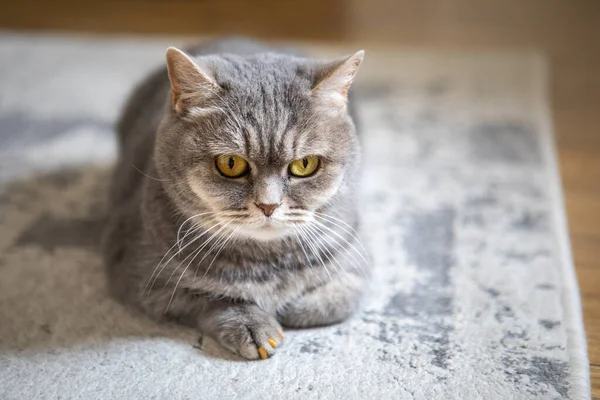 灰色英国家猫 黄眼肖像 — 图库照片