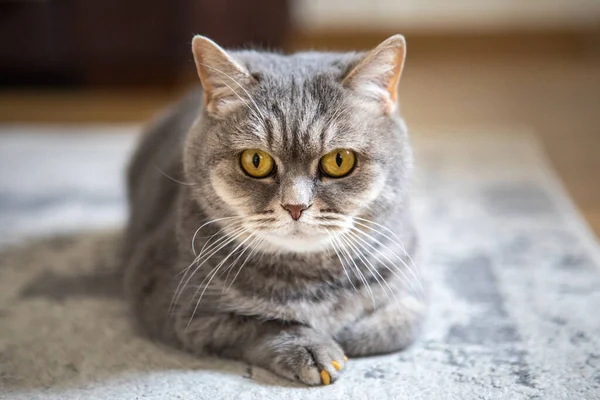 Cinza britânico doméstico gato com olhos amarelos — Fotografia de Stock