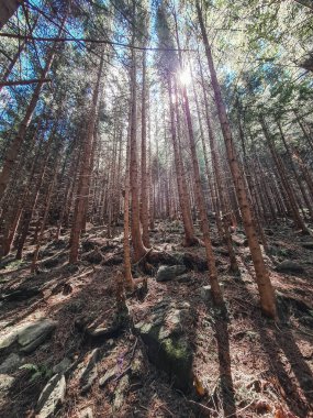Köknar ağacı ormanının içinden görünüyor. Boşluğu kopyala