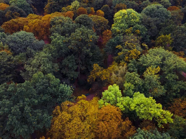 Vista Aérea Árboles Coloridos Del Bosque Otoño — Foto de Stock