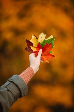 Kadın renkli akçaağaç yaprakları tutuyor. Sonbahar titreşimleri. kopyalama alanı. tebrik kartı