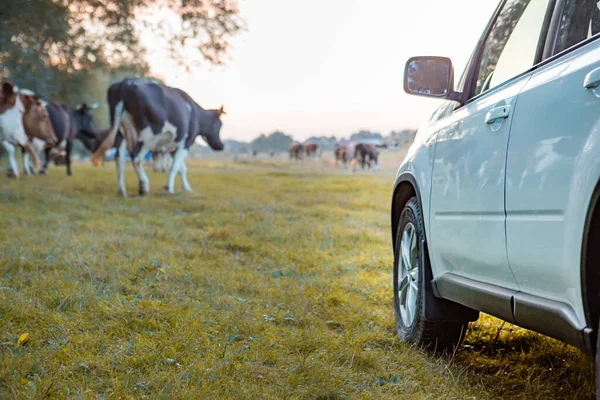 Suv Auto Trávě Zelené Pole Motá Kolem Kopírovat Prostor — Stock fotografie