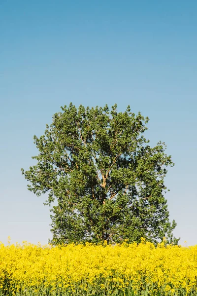 Flores Amarelas Campo Colza Céu Azul Espaço Cópia — Fotografia de Stock