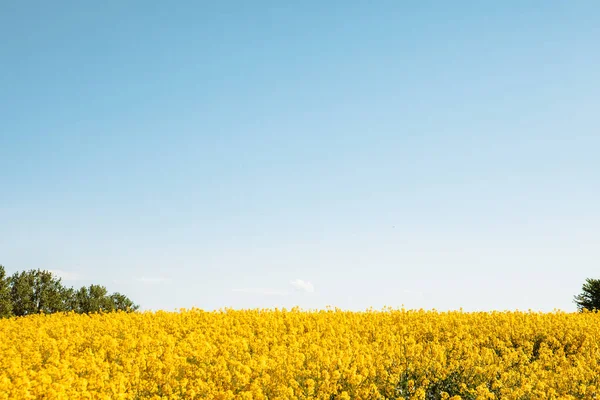 Flores Amarelas Campo Colza Céu Azul Espaço Cópia — Fotografia de Stock