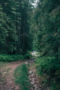 Araç ormanda yolda.