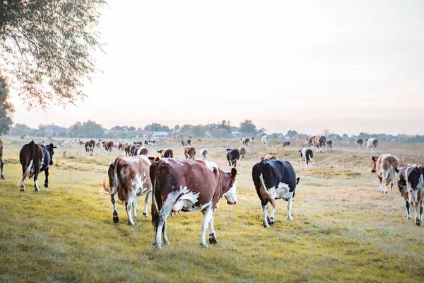 Pohled Krávy Poli Podzimní Trávy Kopírovat Prostor — Stock fotografie