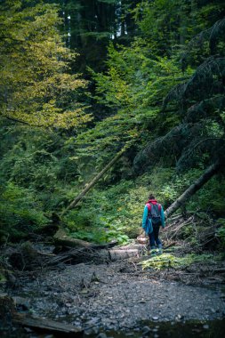 Elinde sepet olan bir kadın ormanda mantar arıyor. Boşluğu kopyala