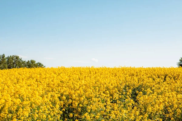 Yellow Flowers Rapeseed Field Blue Sky Copy Space — Stock Photo, Image