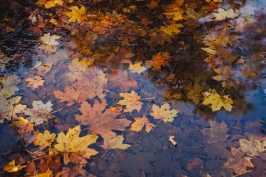 Sarı akçaağaç yaprakları suda yüzüyor. Boşluğu kopyala